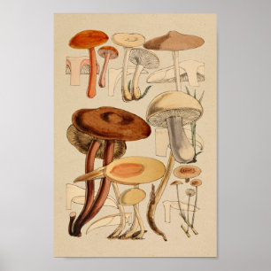 Poster Vintage Mushroom Variedades Red Brown Art Impressã