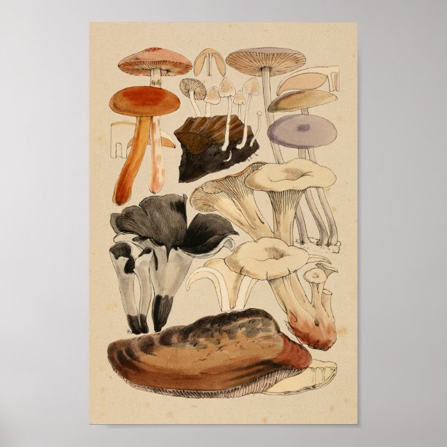 Poster Vintage Mushroom Variedades Red Brown Art Impressã (Frente)