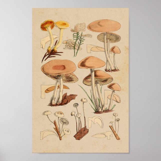 Poster Vintage Mushroom Variedades Yellow Brown Art Impre (Frente)