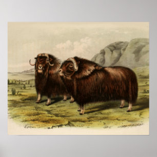 Póster Vintage Muskoxen