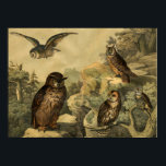 Póster Vintage Nature's Wonders Owls in Forest Art Deco<br><div class="desc">Imagem do livro infantil alemão Enciclopédia Bird, Circa 1878. Uma peça de decoração de arte de parede perfeita para Fall Season ou amantes de corujas! Esta peça de arte ficaria excelente quando emoldurada em casa, escritório, bar, café, pub ou restaurante! Personalize o tamanho, a textura, a borda e/ou o quadro...</div>