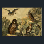 Póster Vintage Nature's Wonders Owls in Forest Art Deco<br><div class="desc">Imagem do livro infantil alemão Enciclopédia Bird, Circa 1878. Uma peça de decoração de arte de parede perfeita para Fall Season ou amantes de corujas! Esta peça de arte ficaria excelente quando emoldurada em casa, escritório, bar, café, pub ou restaurante! Personalize o tamanho, a textura, a borda e/ou o quadro...</div>