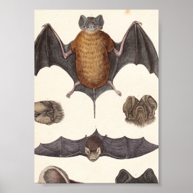 Póster Vintage Nocturnal Bat Specifications Canvas Print (Frente)