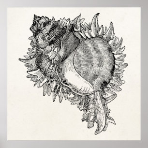 Póster Vintage Ocean Seashell Shell Personalizado Modelo