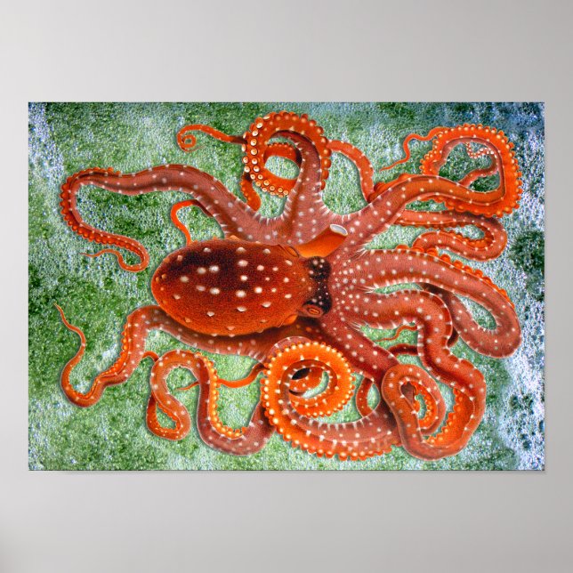Poster vintage Octopus Ocean (Frente)