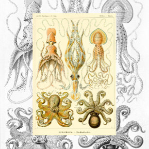 Poster Vintage Octopus Squid Gamochonia by Ernst Haeckel