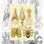 Poster Vintage Octopus Squid Gamochonia por Ernst Haeckel<br><div class="desc">Ilustração de Vintage da natureza da biologia marinha design por Ernst Haeckel. Uma variedade de lulas gigantes e octopis comumente encontrados nas águas oceânicas.</div>