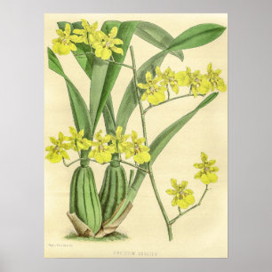 Poster Vintage Oncidium Sessil Orchid Flor