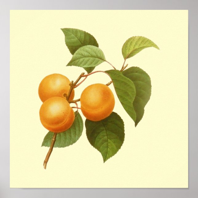 Poster Vintage Orange Apricots Desenho De Aquarela (Frente)