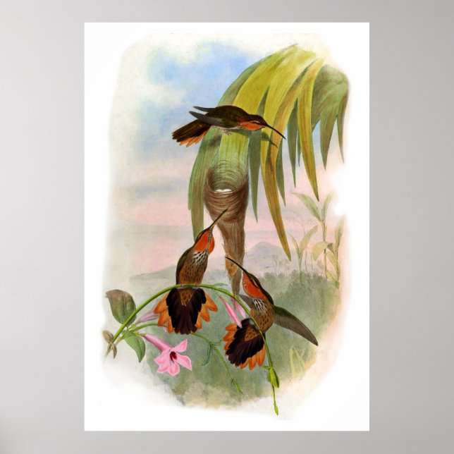 Poster Vintage Orange Saw Bill Hummingbird (Frente)