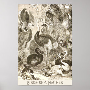 Poster Vintage Ostrich Ilustração Struthio camelus
