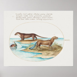 Poster Vintage Otters