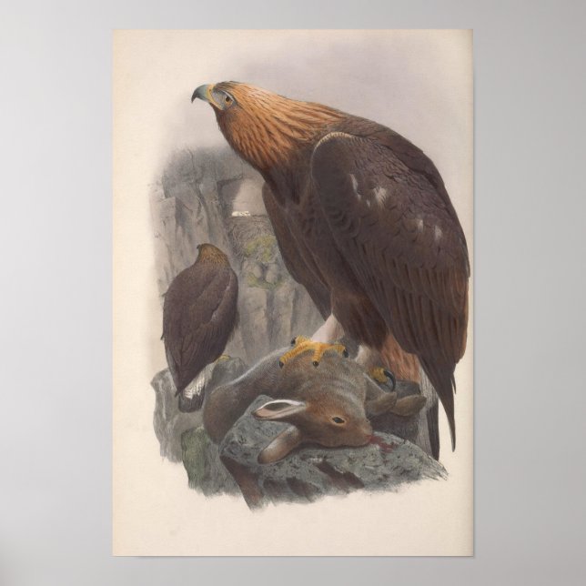 Poster Vintage Ouro Eagle Bird (Frente)