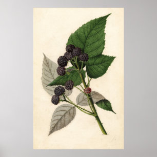 Poster Vintage Painting of Blackberry