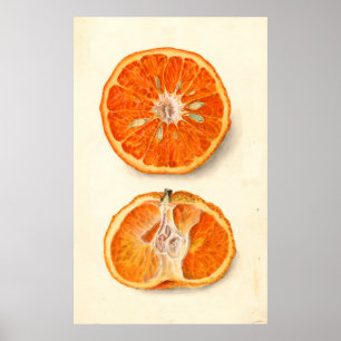 Poster Vintage Painting of Tangerines