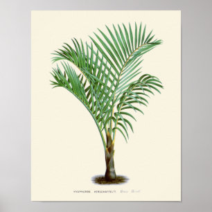 Póster Vintage Palm Botanical Print