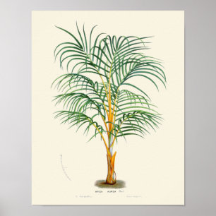 Póster Vintage Palm Botanical Print