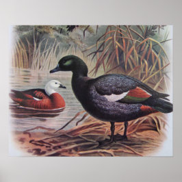 Poster Vintage Paradise Shelduck