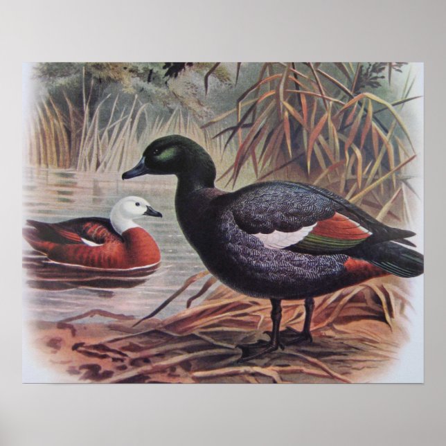 Poster Vintage Paradise Shelduck (Frente)