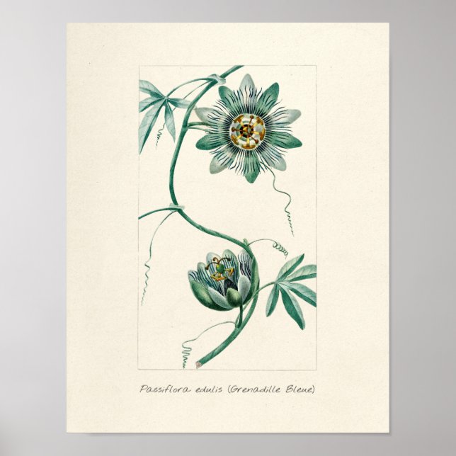 Poster Vintage Passion Flower (Frente)
