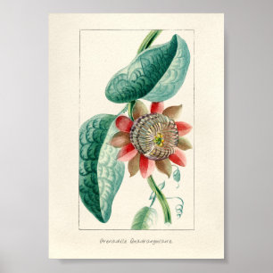 Poster Vintage Passion Flower