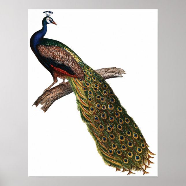 Poster Vintage Peacock (Frente)