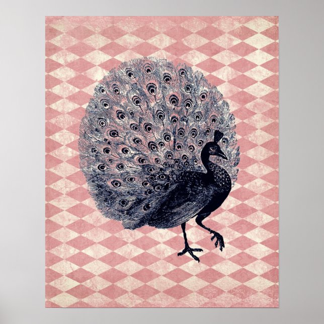 Póster Vintage Peacock em Argyle Rosa (Frente)