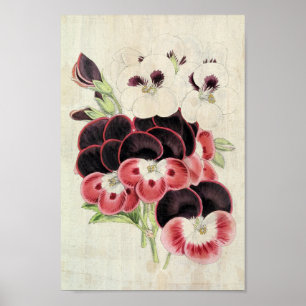 Poster Vintage Perdita, Modesty e Garibaldi Pelargoniums