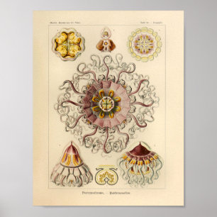 Póster Vintage Peromedusa Color Ernst Haeckel Art Impress