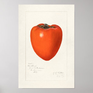 Poster Vintage Persimmon Fruta Watercolor Painting