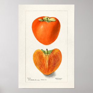 Poster Vintage Persimmons Fruta Watercolor Painting