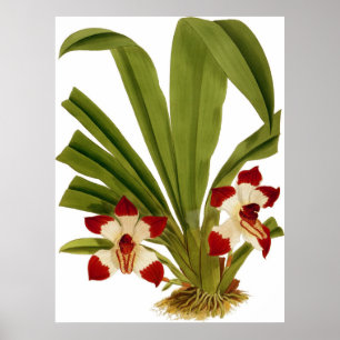 Poster Vintage Pescatorea Klabochorum Orchid Flower