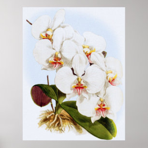 Poster Vintage Phalæ nopsis Amabilis Dayana Orchid Flower