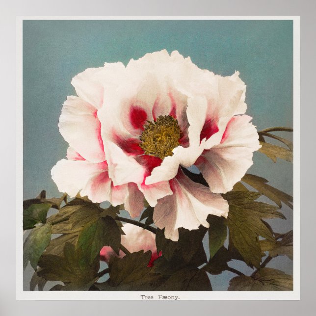 Poster Vintage Photo (Frente)