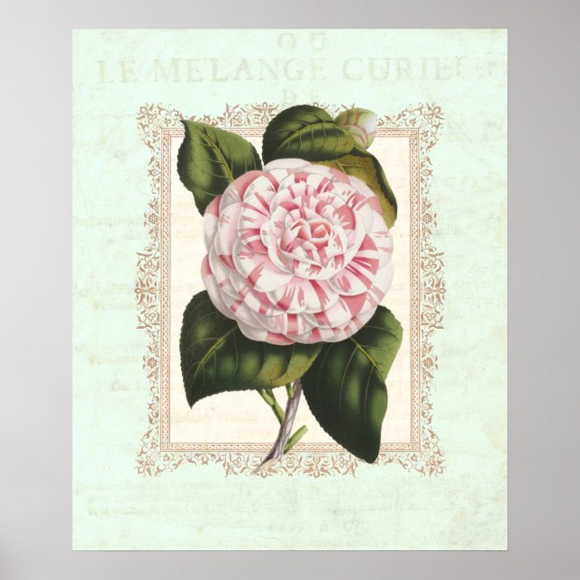 Poster Vintage Pink e White Camellia Shabby Elegance (Frente)