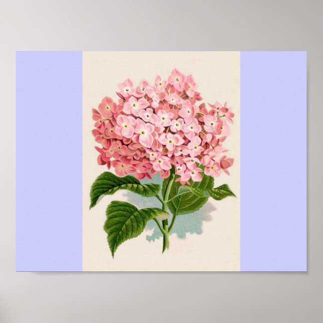 Póster Vintage Pink Hydrangea (Frente)