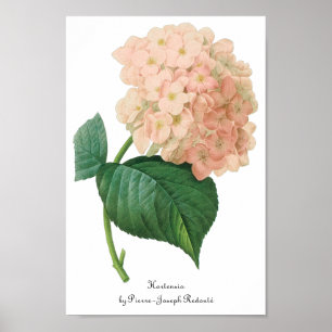 Póster Vintage Pink Hydrangea Hortensia Flower por Redout