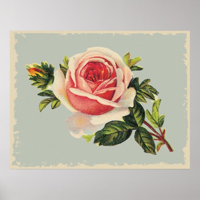 Póster Vintage Pink Rose (Frente)