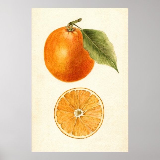 Poster Vintage Pintura de Laranja (Frente)