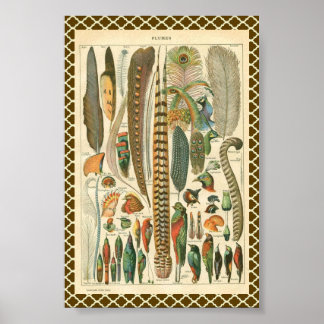 Póster Vintage Plumas