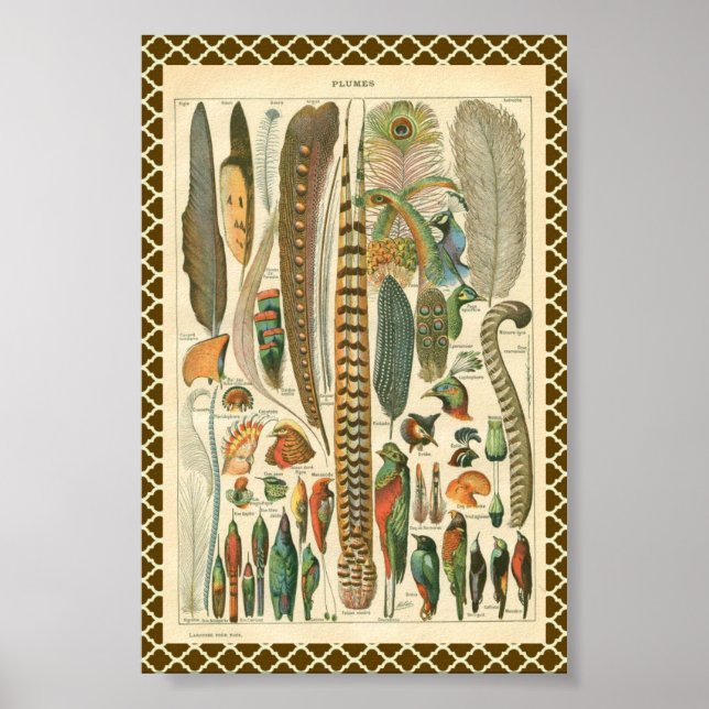 Póster Vintage Plumas (Frente)