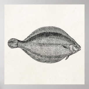 Poster Vintage Pole Flounder Fish Personalizado Modelo