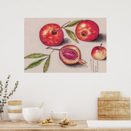 Poster Vintage Pomegranate por Anselmus de Boodt