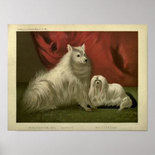 Poster Vintage pomeranian e cães malteses