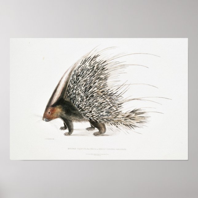 Poster Vintage Porcupine (Frente)