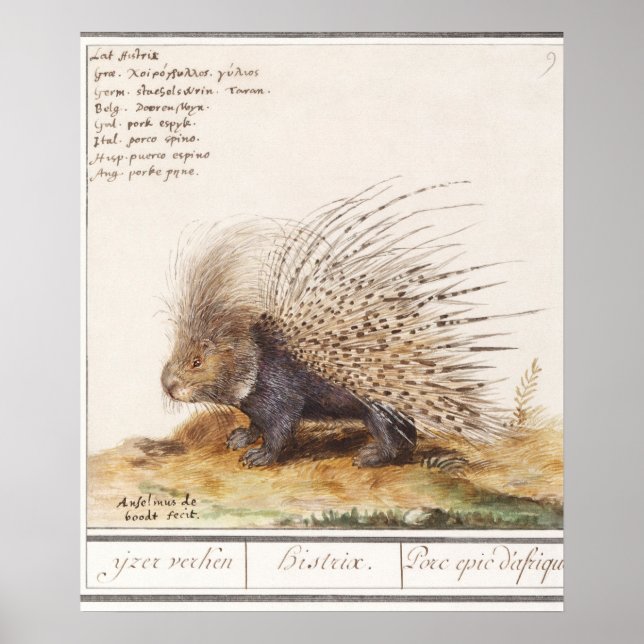 Poster Vintage Porcupine (Frente)