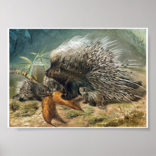Poster Vintage Porcupine e bebês