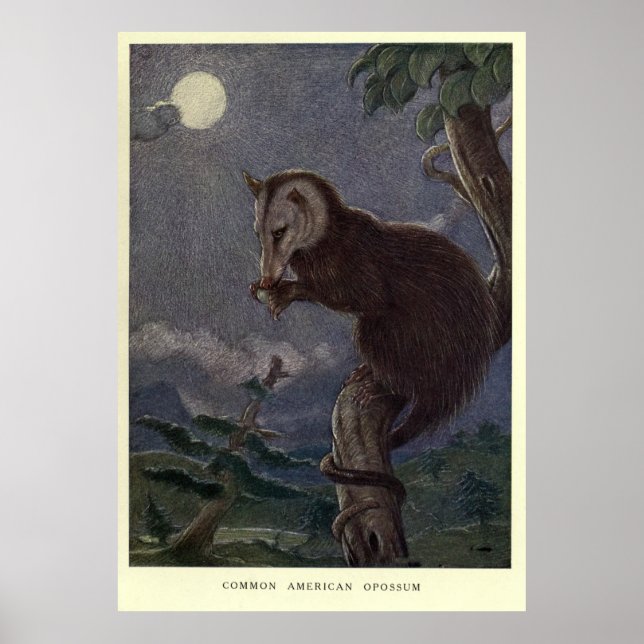 Poster Vintage Possum Painting (1909) (Frente)