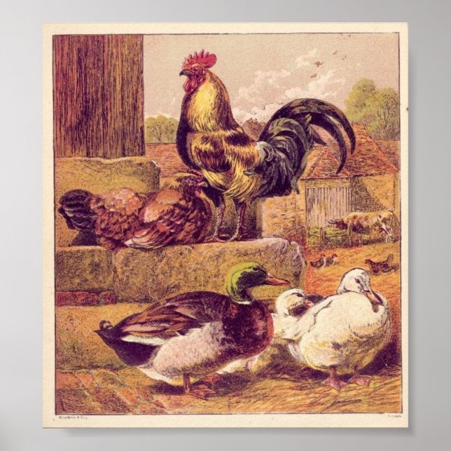 Poster Vintage Poultry (Frente)