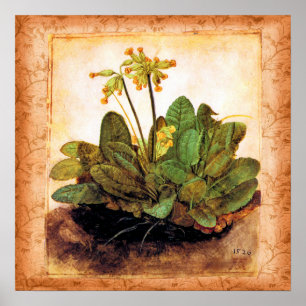 Poster Vintage Primrose Primula Flower
